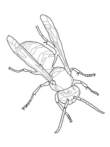 Eastern Yellow Jacket Coloring Page